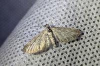 Eupithecia subumbrata