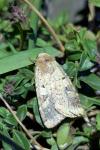 Diarsia mendica