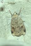 Diarsia mendica