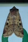 Diarsia mendica