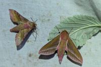 Deilephila porcellus