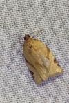 Paramesia gnomana