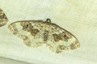 Epirrhoe rivata