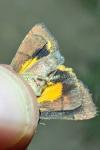 Noctua janthina