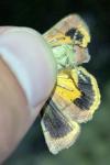 Noctua janthina