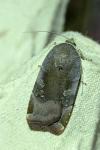 Noctua janthina