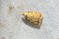 Acleris bergmanniana