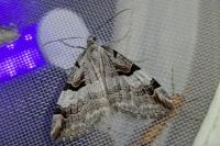 Aplocera praeformata