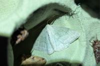 Pseudoterpna pruinata