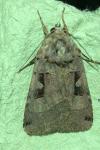 Xestia triangulum