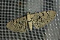 Eupithecia venosata