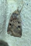Diarsia brunnea