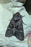 Mniotype adusta
