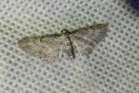 Eupithecia subumbrata