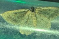 Yezognophos dilucidaria