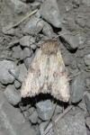 Apamea sublustris