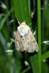 Apamea sublustris