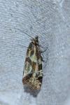 Aethes hartmanniana/piercei