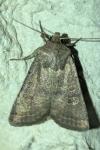 Hoplodrina ambigua/blanda