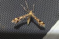 Platyptilia