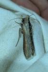 Cucullia asteris