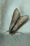 Cucullia asteris