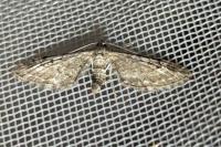 Eupithecia nanata