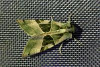 Phlogophora scita