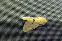 Spilarctia lutea