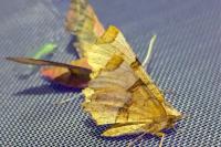 Selenia lunularia