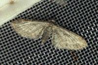 Eupithecia subumbrata