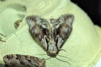 Hyppa rectilinea