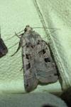 Xestia triangulum
