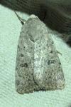 Hoplodrina respersa