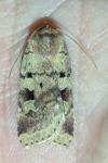 Diarsia mendica