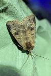 Diarsia mendica