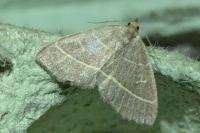 Trisateles emortualis