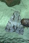 Acronicta psi/tridens