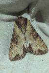 Apamea crenata