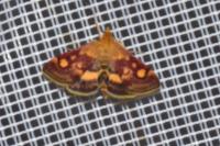 Pyrausta aurata