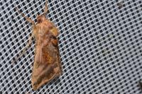 Autographa jota