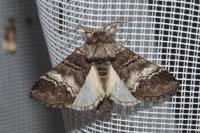 Drymonia querna