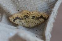 Cyclophora annularia