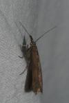 Hypochalcia ahenella