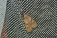 Hypochalcia ahenella
