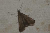 Hypochalcia ahenella