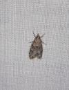 Eudonia mercurella