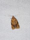 Epagoge grotiana