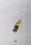 Oecophora bractella