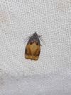 Ditula angustiorana